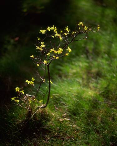 Original Nature Photography by František Synek