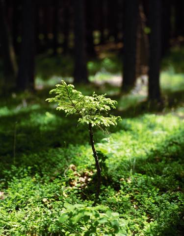 Spring spruce with backlighting thumb