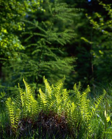 Spring ferns with back lighting thumb