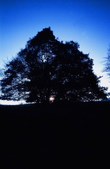 The silhouette of the tree and sun thumb