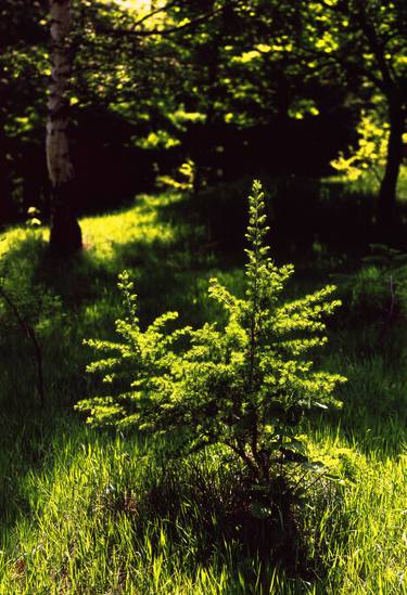 Print of Nature Photography by František Synek