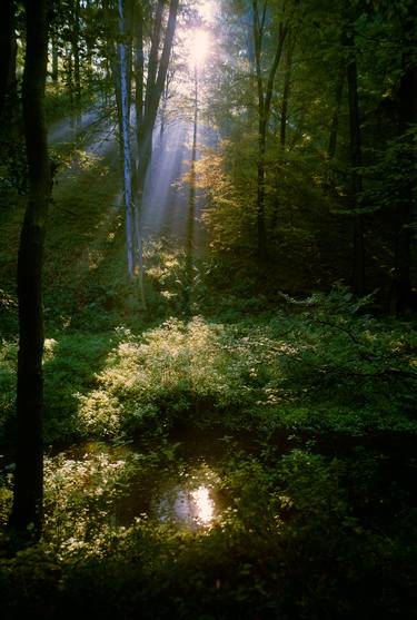 Original Nature Photography by František Synek