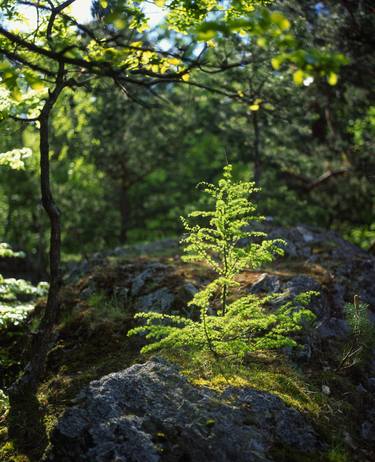 Print of Nature Photography by František Synek