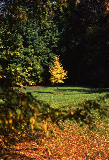 Original Nature Photography by František Synek