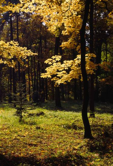 Print of Nature Photography by František Synek