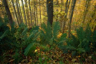 Print of Nature Photography by František Synek