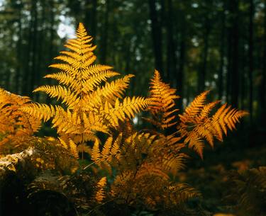 Autumn fern gold creations thumb