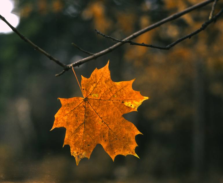 fall leaves photography