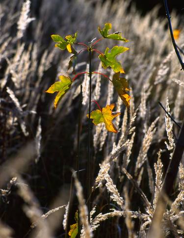 Print of Nature Photography by František Synek