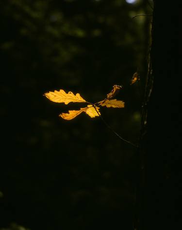 The symbol of autumn forest thumb