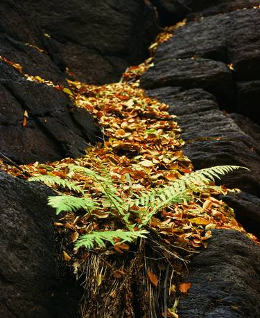 Print of Nature Photography by František Synek