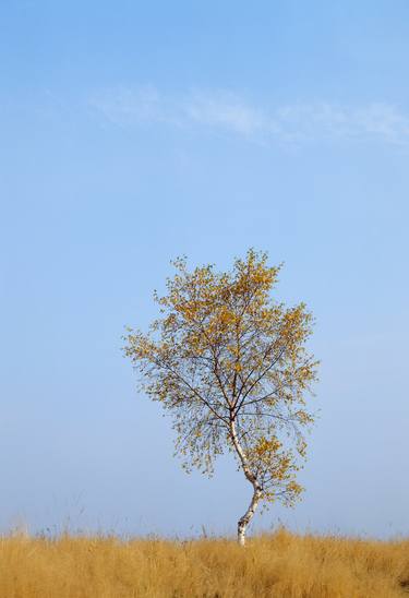 Birch tree in autumn thumb