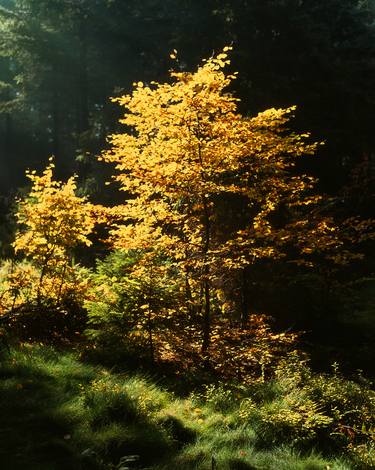 Original Nature Photography by František Synek