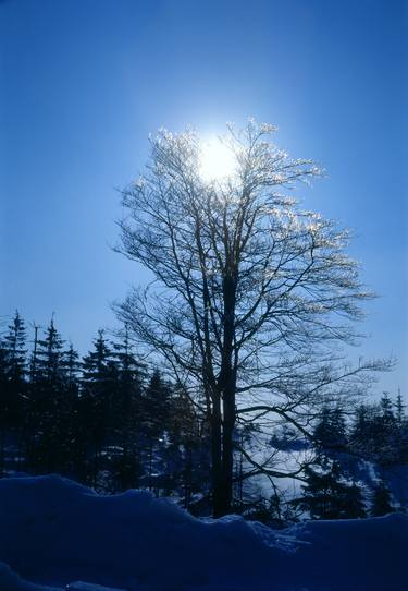 Winter ice tree crown thumb