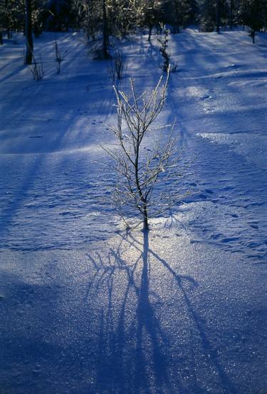 Print of Nature Photography by František Synek