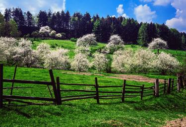 Cherry orchard in the spring - Limited Edition of 1 thumb