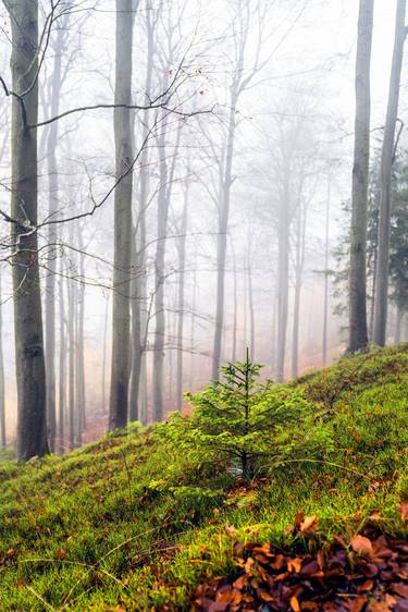 Print of Photorealism Landscape Photography by František Synek