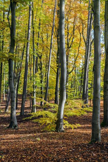 In the middle of the autumn beech forest - Limited Edition of 1 thumb