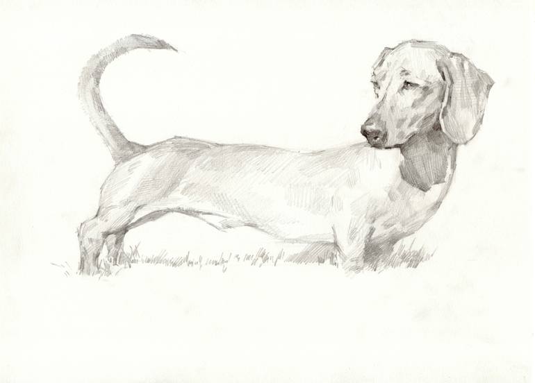 dachshund drawing