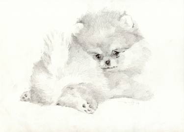 Pomeranian dog thumb