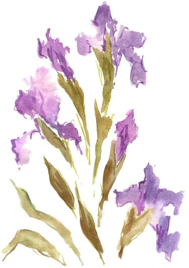 Original Floral Drawings by Vera Bondare