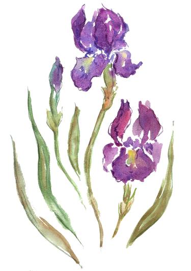 Watercolor drawing of purple Iris thumb