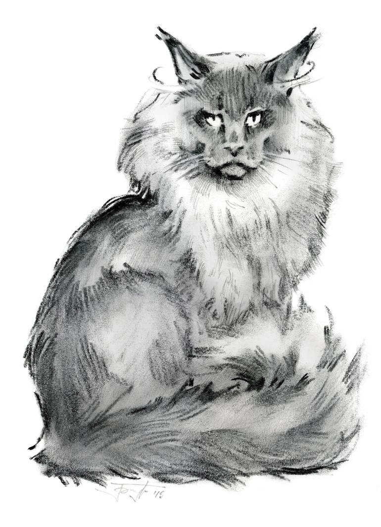 Graphic, Artistic, Hand-drawn Sketch Of A Maine Coon Cat On A White ...