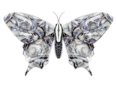 Alexander McQueen - Carpio Butterfly thumb