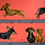 Portrait Dachshund High Jump Show Chut les Barbizons! by Bazevian DelaCapuciniere