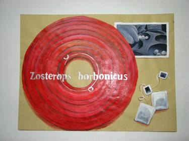 zosterops borbonicus thumb