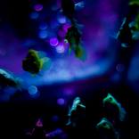 Collection gold fish