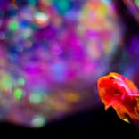 Collection gold fish