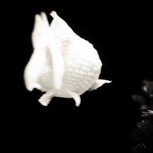 Collection gold fish