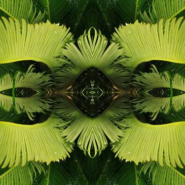Cycas Revoluta Kaleidoscope thumb