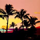 Palms at Sunset by Dana Roper