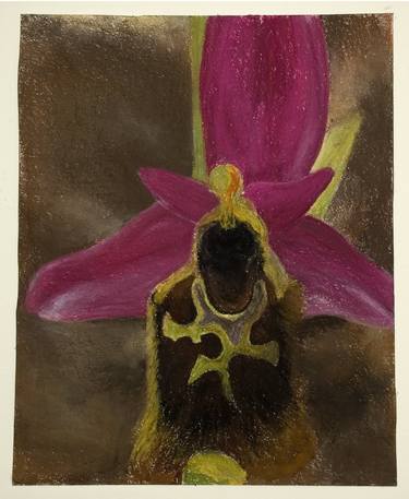 Ophrys thumb