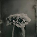 Collection Athena Calderone (Interior Designer)