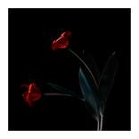 Flowers 42, Limited edition 2 of 25 by Veneta Karamfilova