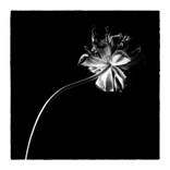 Black tulips I - Limited Edition 2 of 25 by Veneta Karamfilova