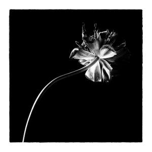Black tulips I - Limited Edition 2 of 25