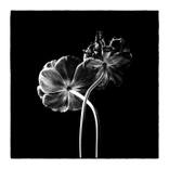 Black tulips II - Limited Edition 2 of 25 by Veneta Karamfilova