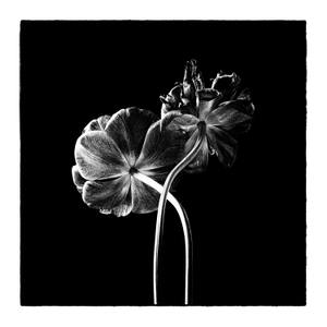 Black tulips II - Limited Edition 2 of 25