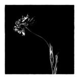 Black tulips III - Limited Edition 2 of 25 by Veneta Karamfilova
