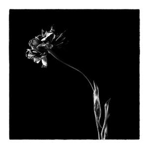 Black tulips III - Limited Edition 2 of 25