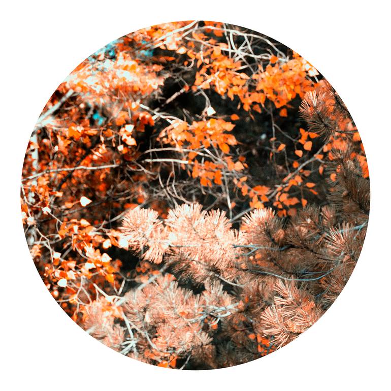 Original Figurative Other Photography by Veneta Karamfilova