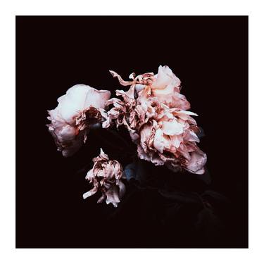 Original Floral Photography by Veneta Karamfilova