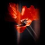 Collection A dream in the red chamber