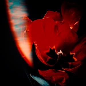 Collection A dream in the red chamber