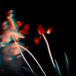 Collection A dream in the red chamber