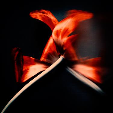 Original Abstract Floral Photography by Veneta Karamfilova